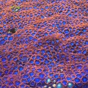 (MUDA) Zoanthus & Palythoas