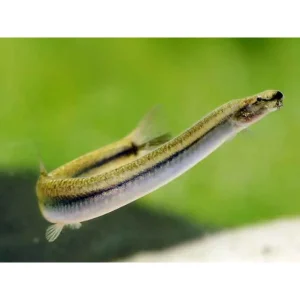 Cobrinha Kuhli Golden 6cm / Pangio kuhlii