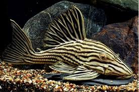 Cascudo Panaque 14-16cm