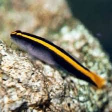 Neon Goby Yellow