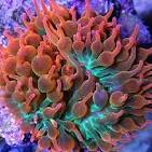 Anêmona BBT Rainbow