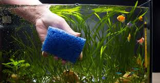 Manutenção em Aquários e Lagos - Imagem 3