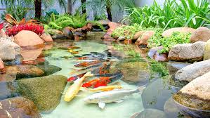 Manutenção em Aquários e Lagos - Imagem 4