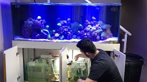 Manutenção em Aquários e Lagos