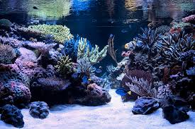 Layout Marinho Personalizado