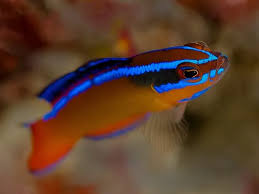 Pseudochromis aldabraensis