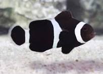 Peixe-palhaço Black (Amphiprion ocellaris)