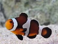 Peixe-palhaço Caramel (Amphiprion ocellaris)