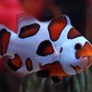 Peixe-palhaço Orange Storm (Amphiprion ocellaris)