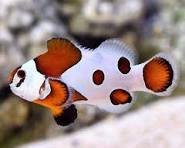 Peixe-palhaço Mocha Storm (Amphiprion ocellaris)