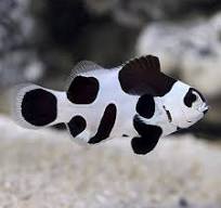 Peixe-palhaço Black Storm (Amphiprion ocellaris)