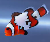 Peixe-palhaço Snowflake (Amphiprion ocellaris)