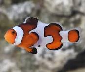 Peixe-palhaço Fancy (Amphiprion ocellaris)