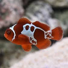 Peixe-palhaço Maroon Snowflake (Amphiprion ocellaris)
