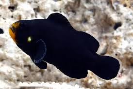 Peixe-palhaço Midnight (Amphiprion ocellaris)