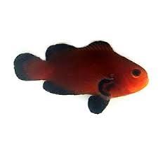 Peixe-palhaço Chocolate (Amphiprion ocellaris)