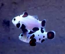 Peixe-palhaço Storm B (Amphiprion ocellaris)