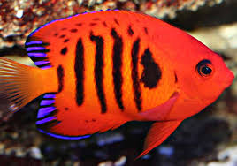 Flame Angel (Centropyge loriculus)