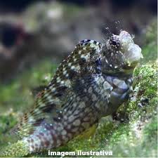 Blênio Rock Algae (Salarias fasciatus)