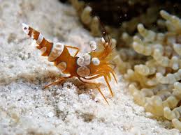 Camarão de Anêmona