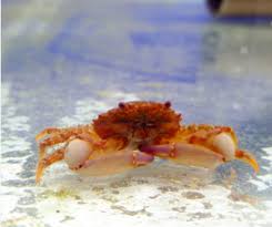 Caranguejo Mitrax - Mithraculus forceps