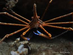 Caranguejo Aranha - Stenorhynchus seticornis