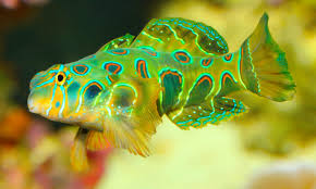 Mandarin Spotted Green - Synchiropus picturatus