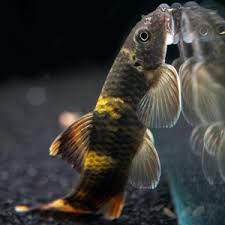 Garra Panda (Garra flavatra) - Imagem 2