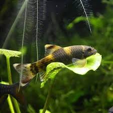 Garra Panda (Garra flavatra) - Imagem 3