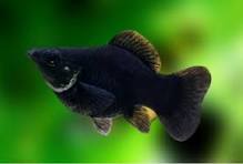 Molinésia Balão Preta