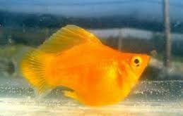 Molinésia Balão Tangerina