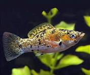 Molinésia Milk Pavão