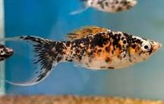 Molinésia Milk Pavão Lira