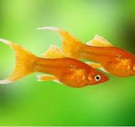 Molinesia Tangerina Lira