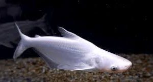 Pangasius Albino 10cm