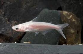 Pangasius Albino 5-6cm
