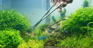 Manutenção em Aquários e Lagos - Imagem 5