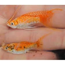 Molinesia Dalmata Red