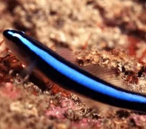Goby Neon Azul