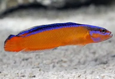 Pseudochromis aldabraensis - Imagem 3
