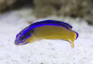Pseudochromis aldabraensis - Imagem 2