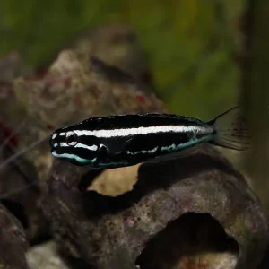 Meiacanthus kamoharai