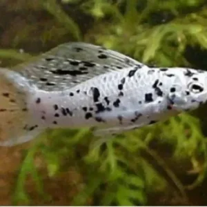 Molinesia Dalmata Lira