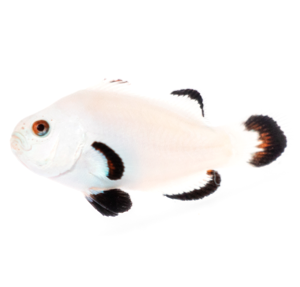 Peixe-palhaço Snow Storm (Amphiprion ocellaris)