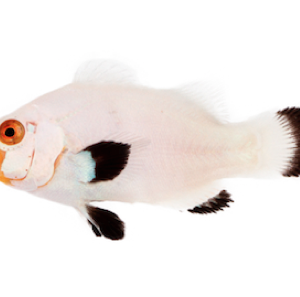 Peixe-palhaço Palhaço Wyoming White (Amphiprion ocellaris)