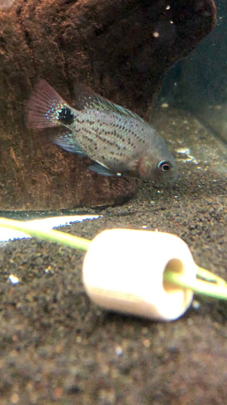 Vieja Maculicalda AAA 6cm - Peixe de Criação Raça Pura