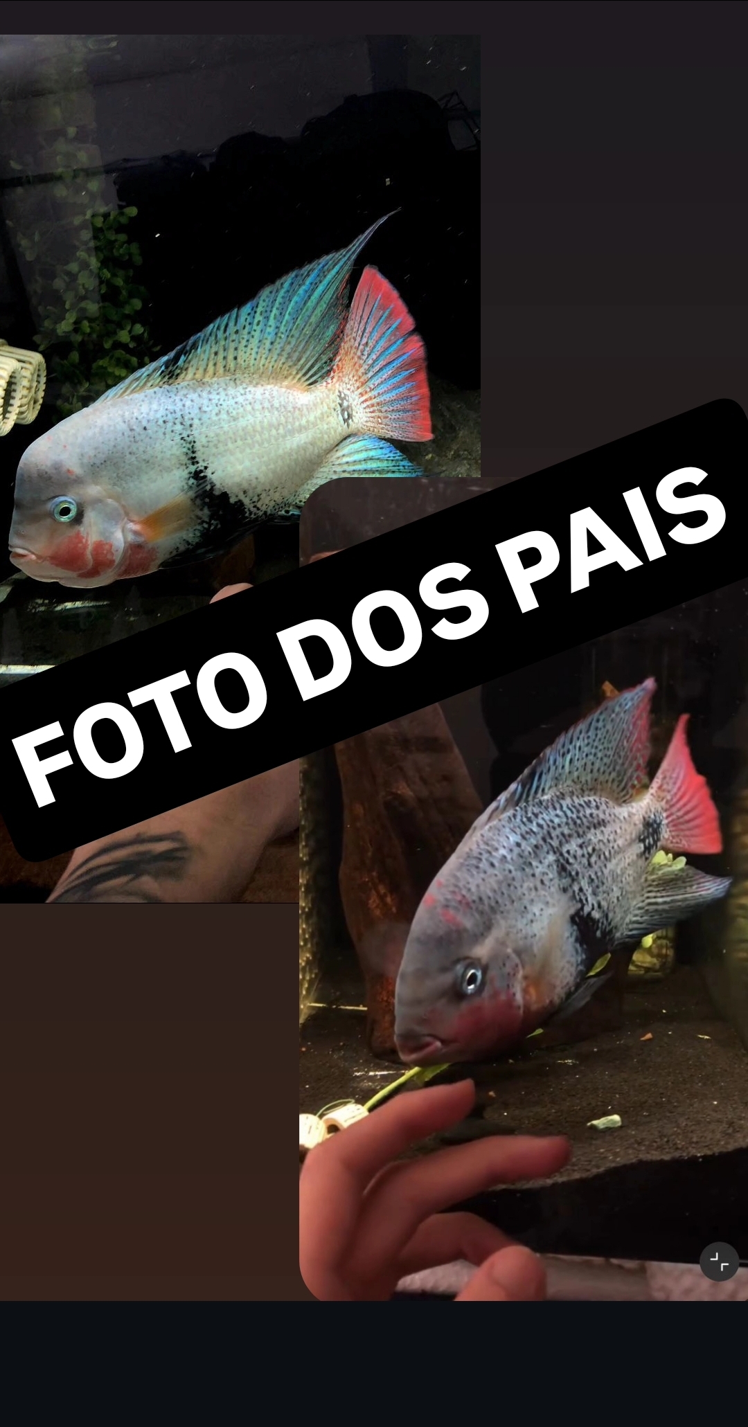 Vieja Maculicalda AAA 6cm - Peixe de Criação Raça Pura - Imagem 2