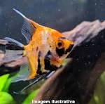 Acará Bandeira Red Devil