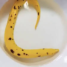 Moreia Banana - Gymnothorax miliaris - Imagem 2