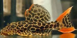 Cascudo Leopardo L114 8cm - Pseudacanthicus leopardus